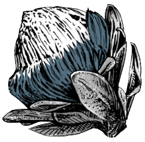 Nitida Nitida